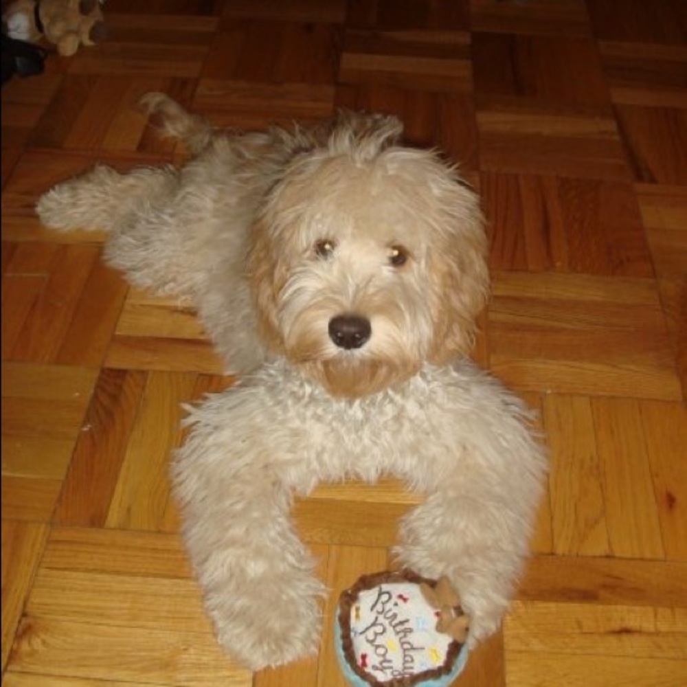 Meet your Posher, Gala